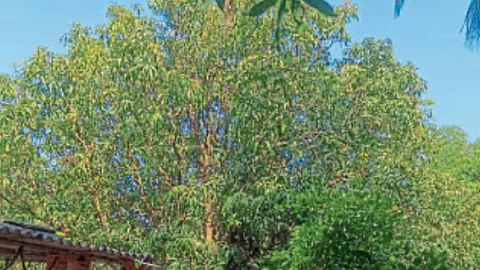 Mango Production