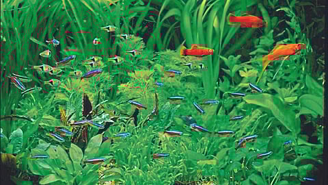 Aquatic Plants : शोभिवंत मत्स्यालयातील जलीय वनस्पती