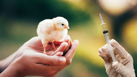 Poultry Vaccination