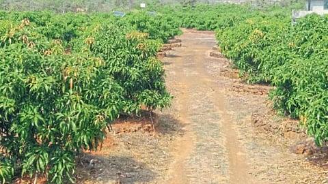 Mango Orchard