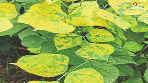 Vaal Crop disease