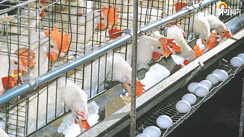 Poultry Feed