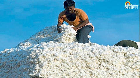 Cotton