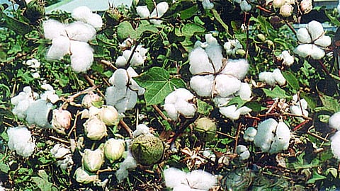 Cotton Market