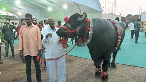 Gajendra Bufffalo