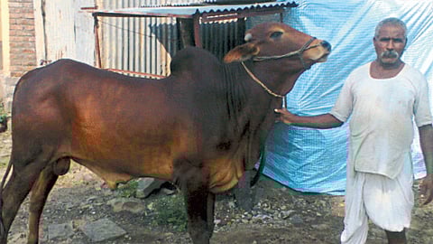 Desi Cow Conservation