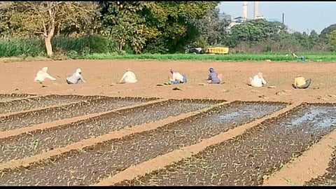 Onion Cultivation