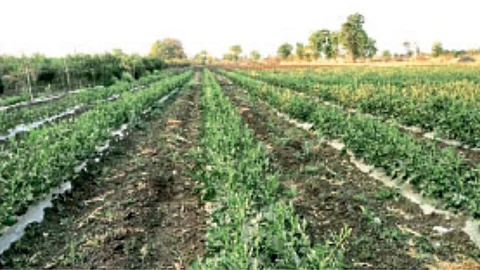 Okra Crop