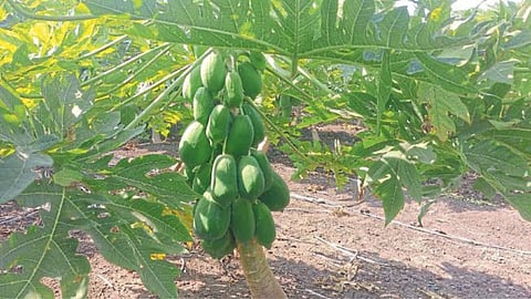 Khandesh Papaya