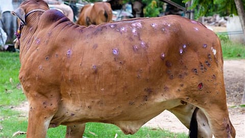 Lumpy Skin