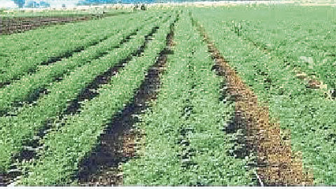 Chana Sowing