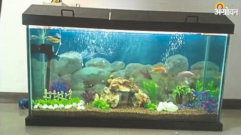 Ornamental Aquarium Business idea