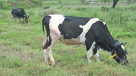 Animal Care