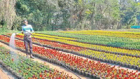 Flower Exhibition