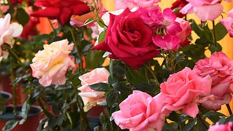 Rose Flower Farming