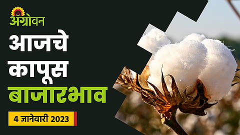 Cotton Rate Today 4 Jan