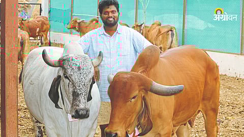 Gir Cow Farming