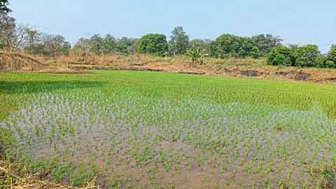 Paddy Cultivation