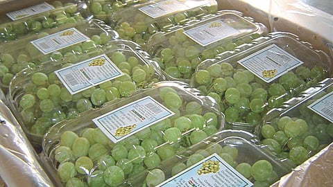Grape Export