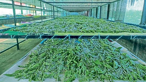 Sericulture Management