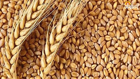 Wheat Market