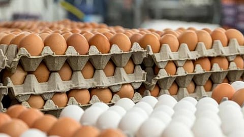 Egg
