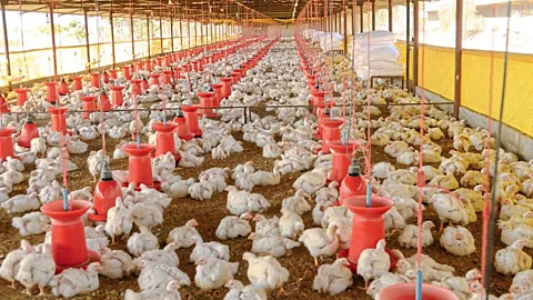 Poultry Industry