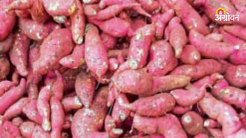 Sweet Potatoes