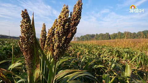 Sorghum Crop