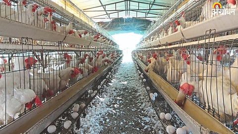 Egg Rate
