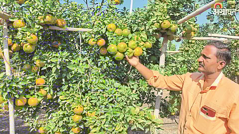 Orange Production