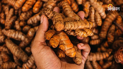 Turmeric