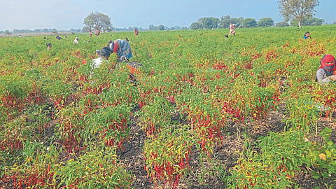 Red Chili Production