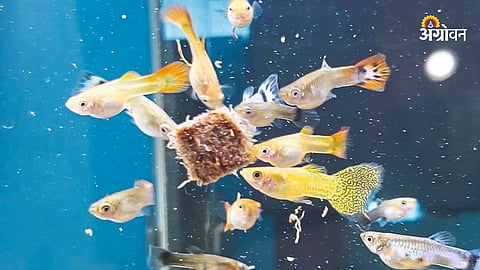Fish Feed