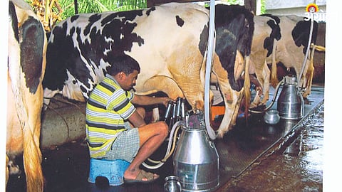 Milk Production