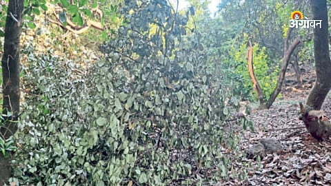Cashew Crop Damage