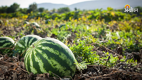 watermelon