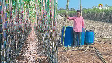 Sugarcane Production