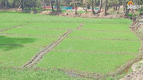 Paddy Farming