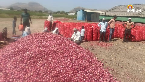 Onion Price