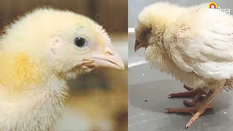 Poultry