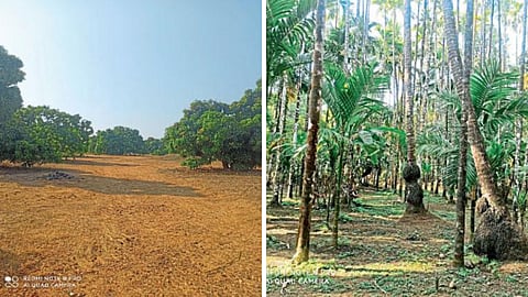 Orchard Cultivation