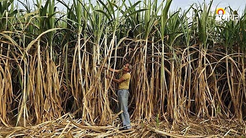 Sugarcane