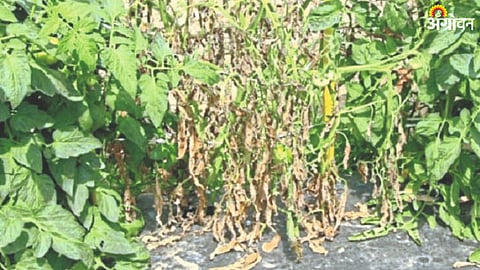 Tomato Disease Management