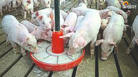 Pig Farming in Marathi