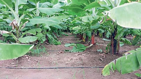 Banana Crop Management