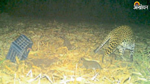 Nashik Leopard News