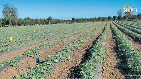 Kalingad Cultivation
