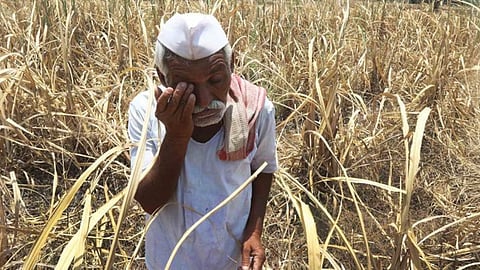 Crop Insurance : पीकविमा नेमका कोणाच्या फायद्याचा?