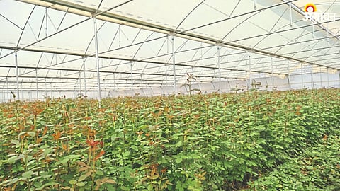 Rose Crop Planning